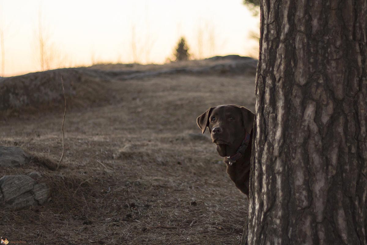 I cani possono essere ottimisti e pessimisti