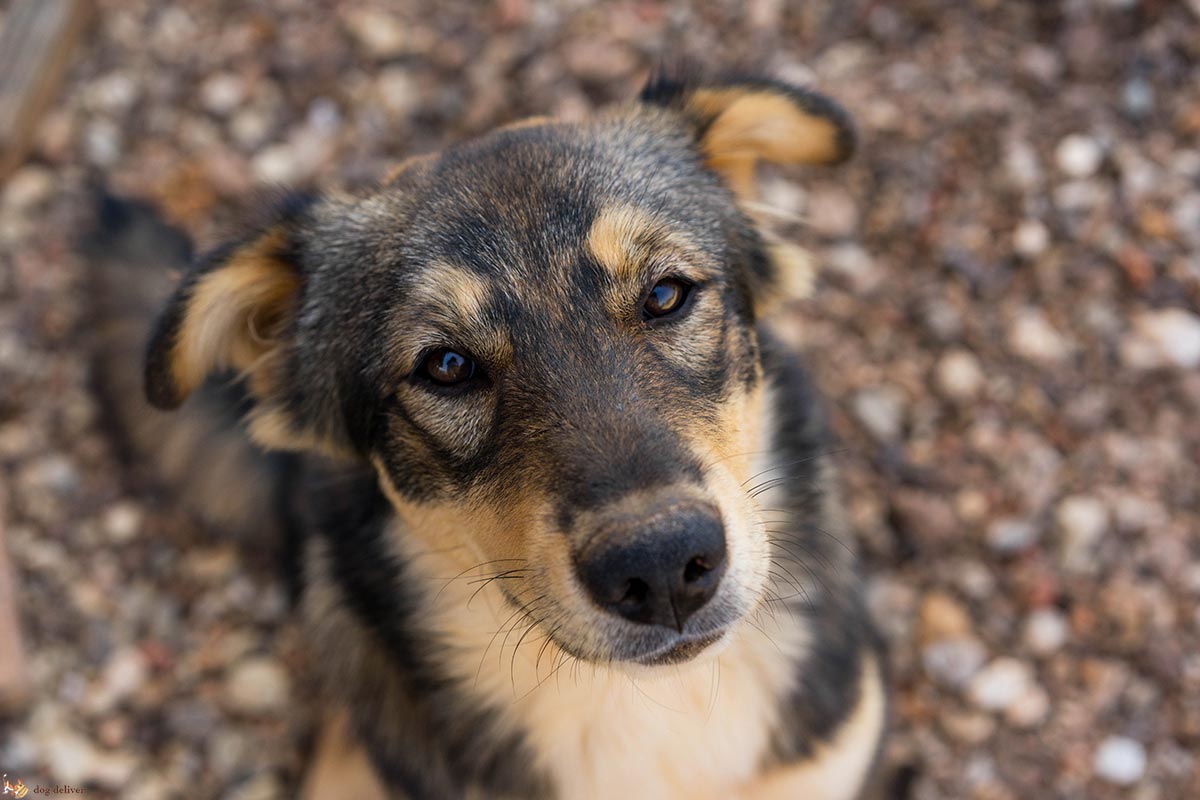 E’ vero che i cani vivono solo nel momento?