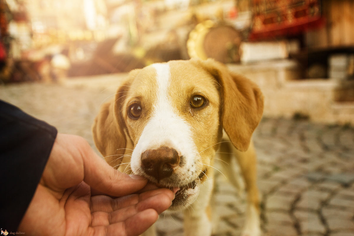 Cosa dare ai cani perchè abbiano una vita ricca di soddisfazioni e felicità