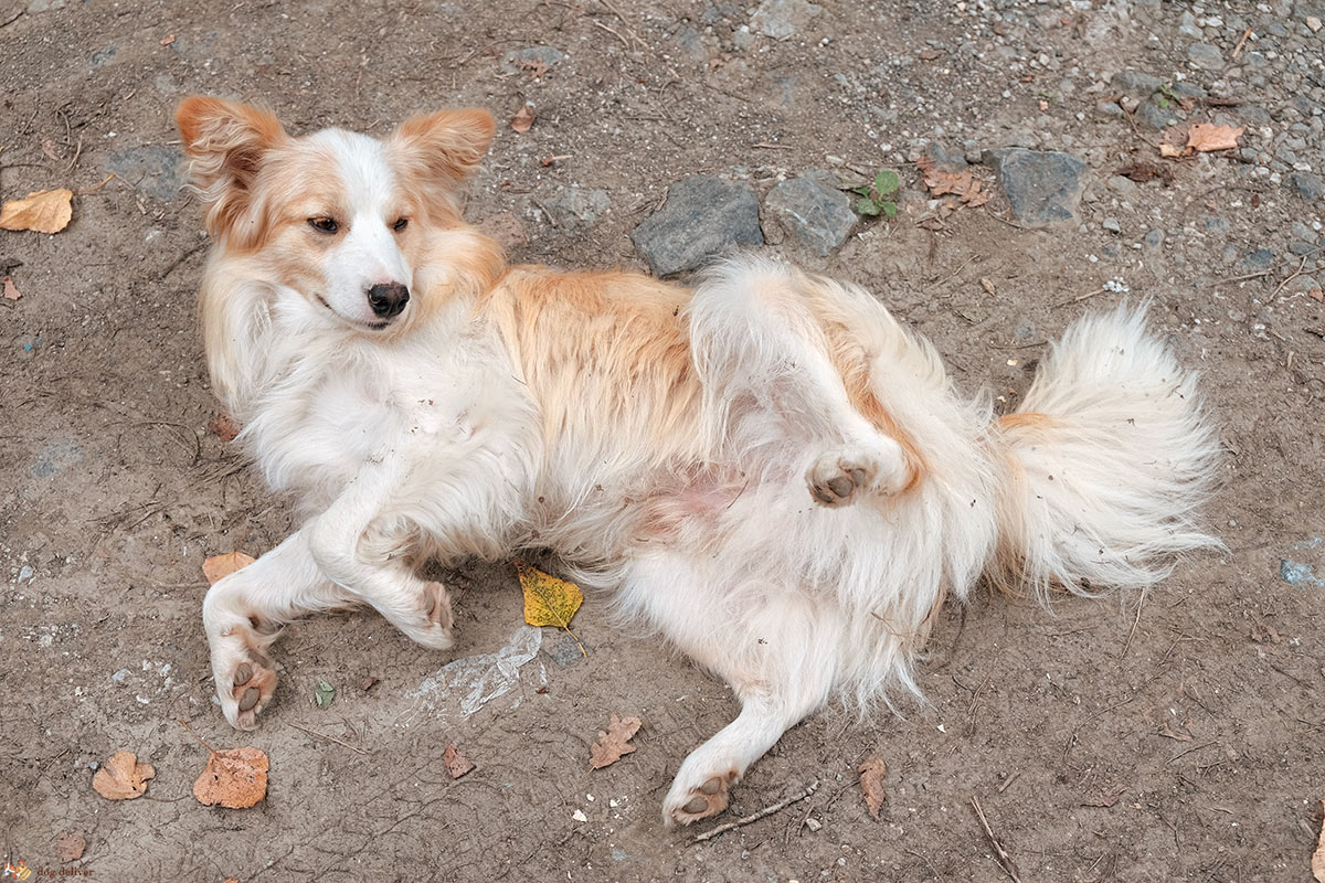 Come si forma l’opinione dei cani nei confronti delle persone