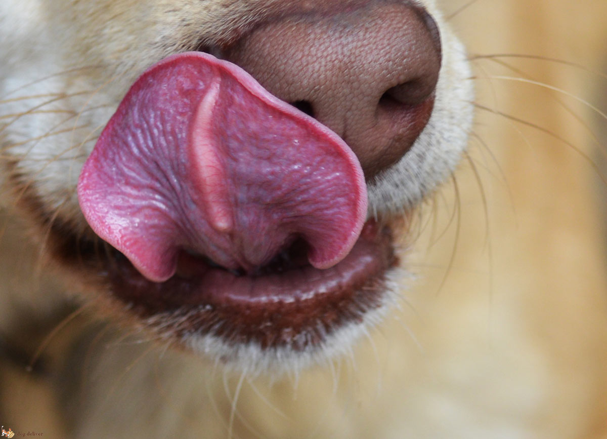 Quando bisogna preoccuparsi se il cane si lecca