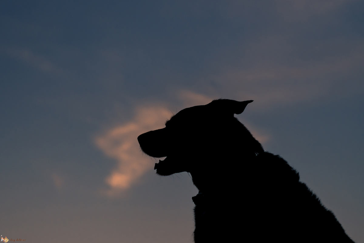 Capire cosa sta veramente comunicando il cane