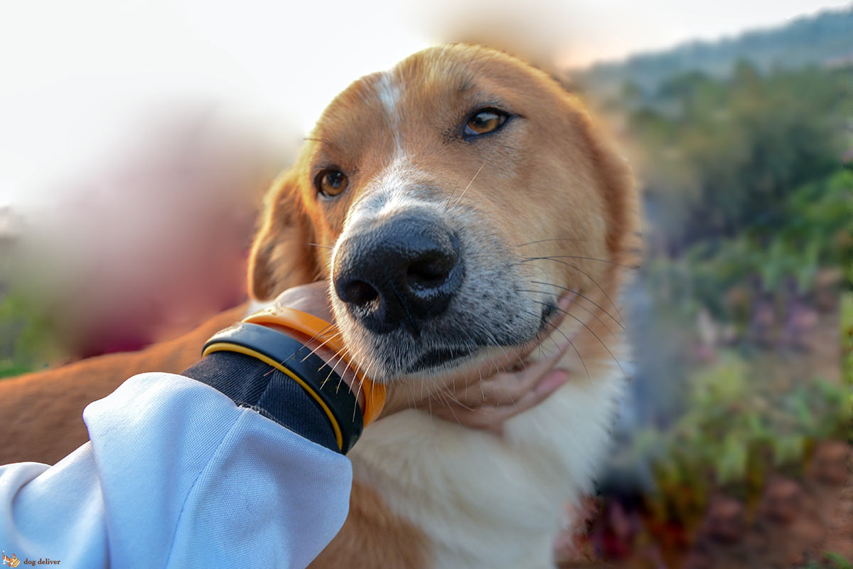 Quando un cane entra nella tua vita cambia tutto