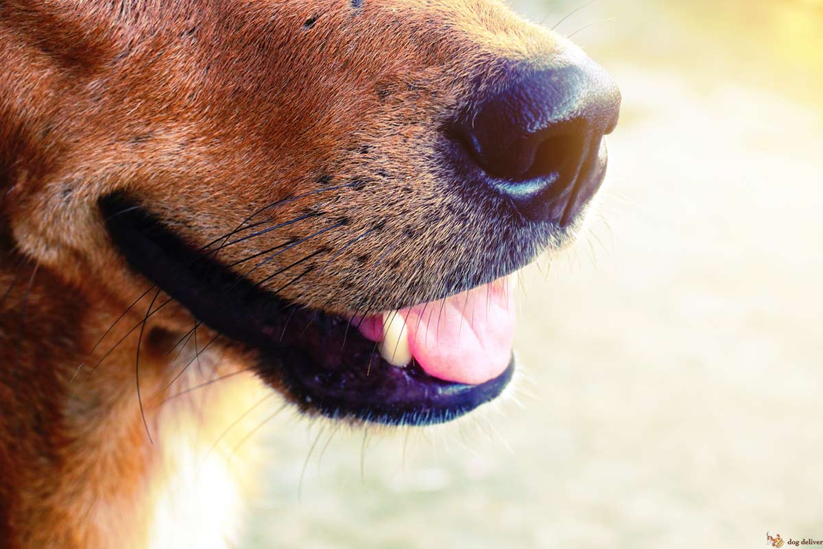 Il vero motivo per cui i cani sono impegnativi