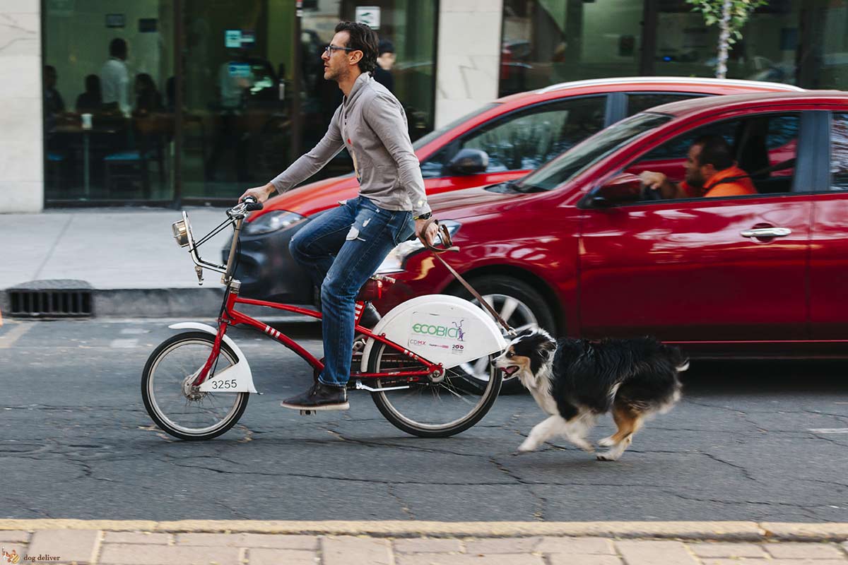 Andare in bici con il cane
