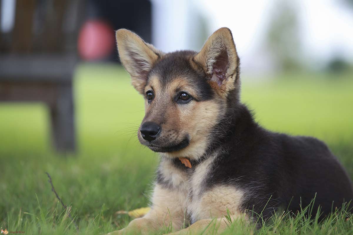 Alla scoperta dei cani