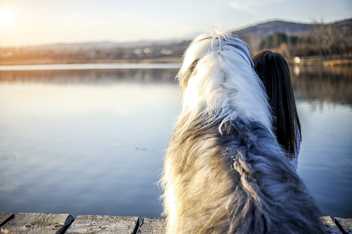 Come capire che il tuo cane ti ama