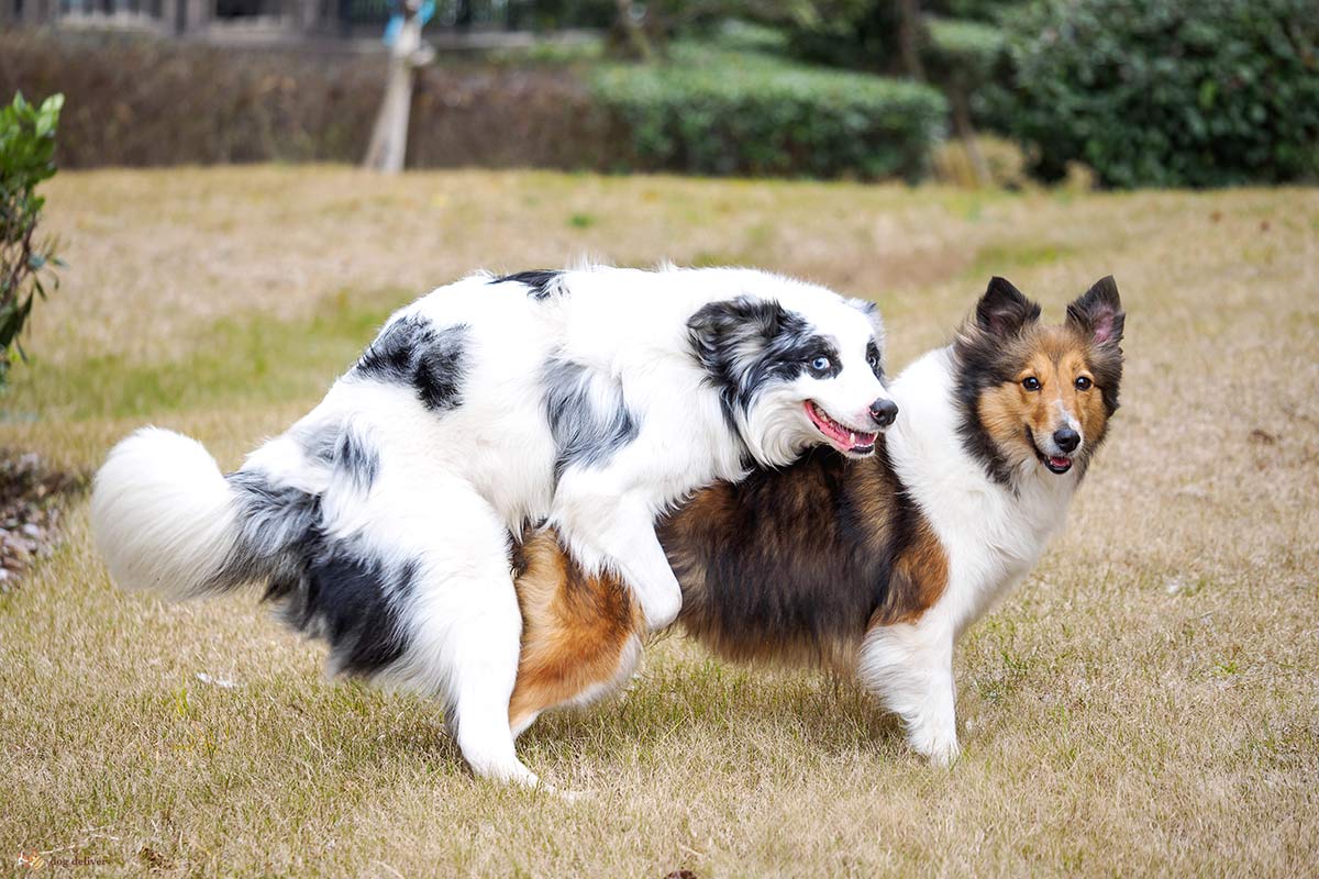 I pericoli di castrare il cane