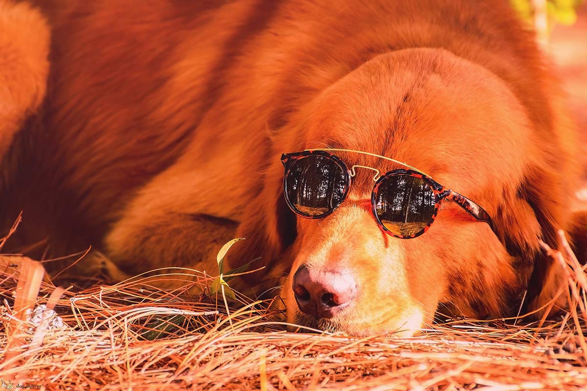 Cosa vuol dire che i cani sono impegnativi