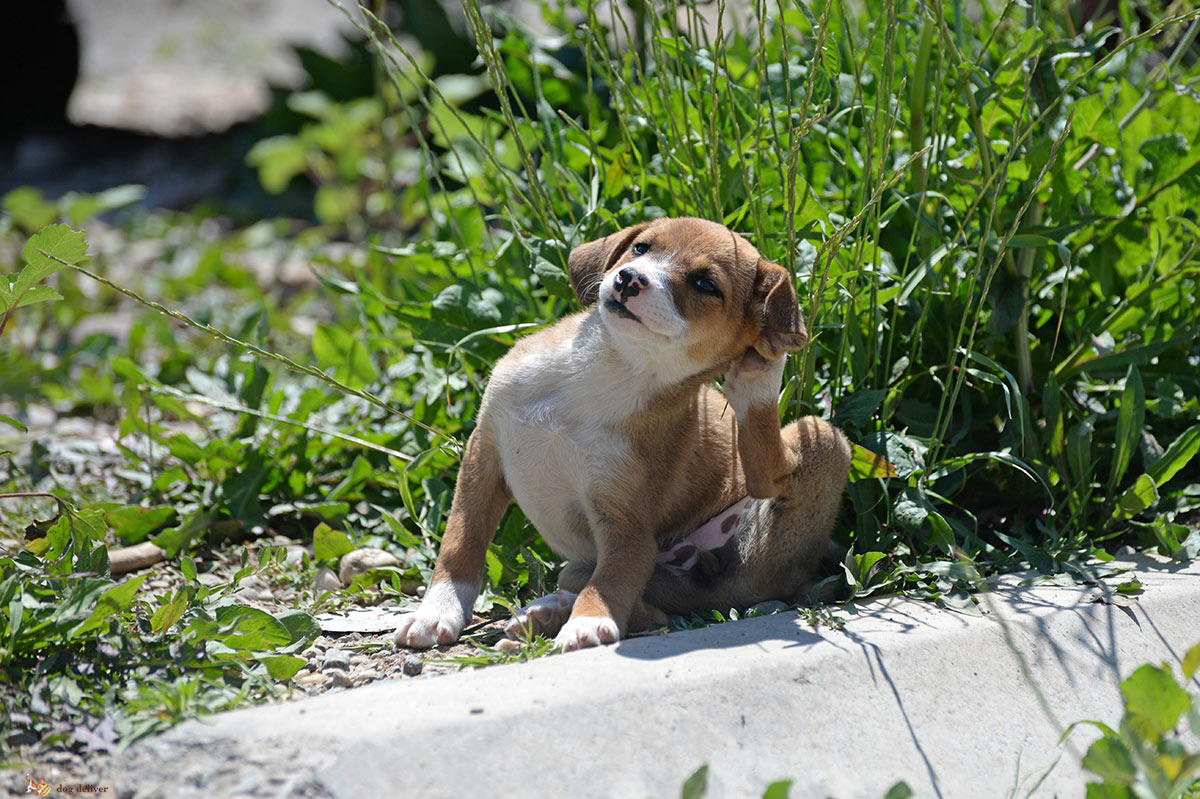 Perchè bisogna fare la prevezione antiparassitaria ai cani