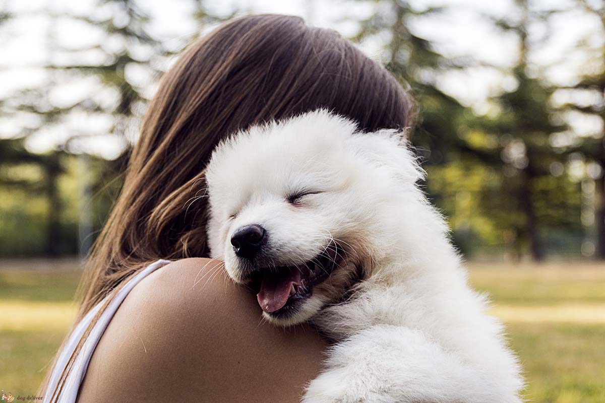 Come sono importanti gli umani per i cani