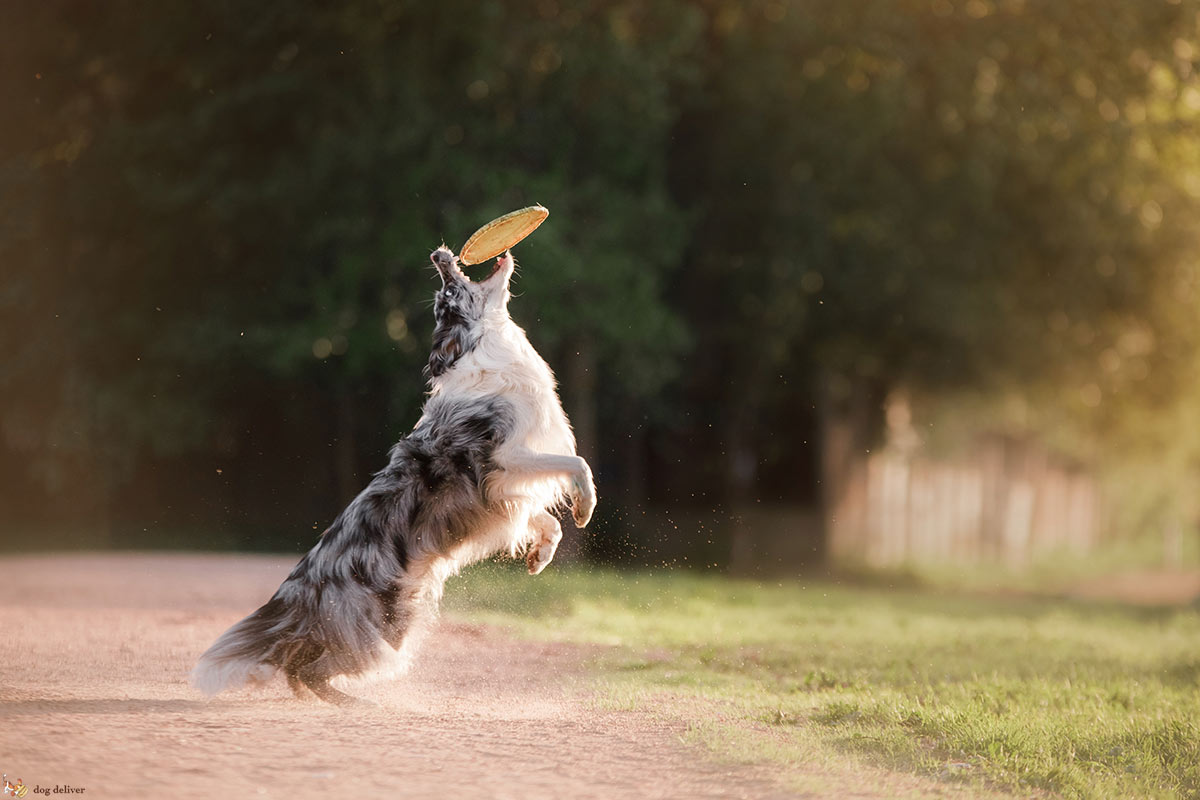 E’ vero che i meticci sono più sani dei cani di razza?