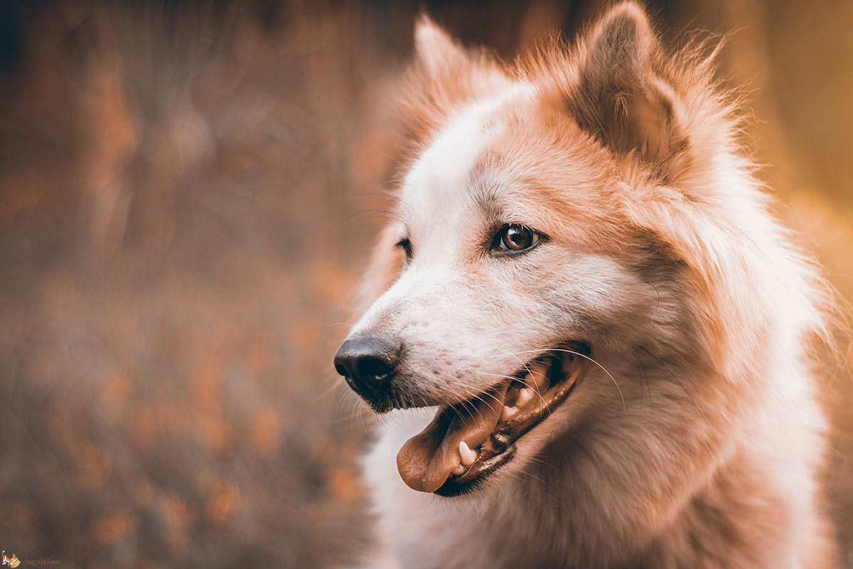 La comunicazione dei cani