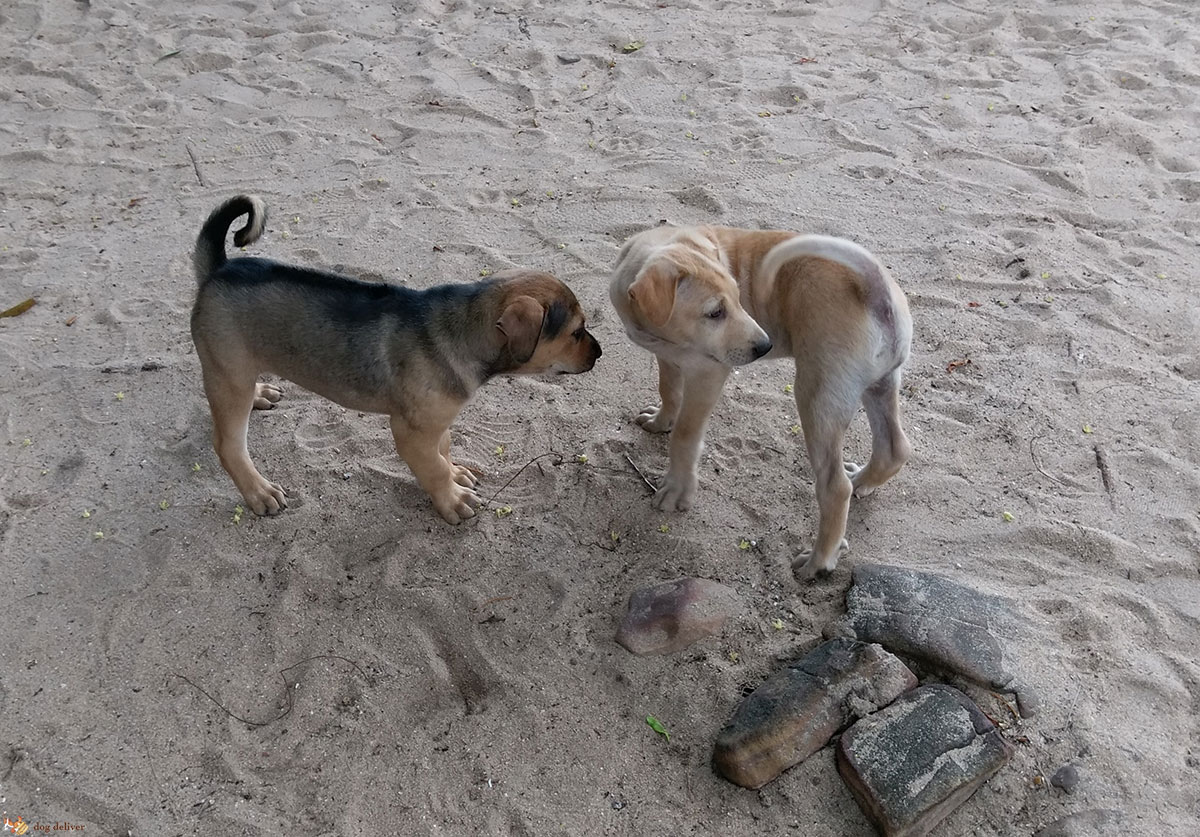 I cani e il linguaggio del corpo