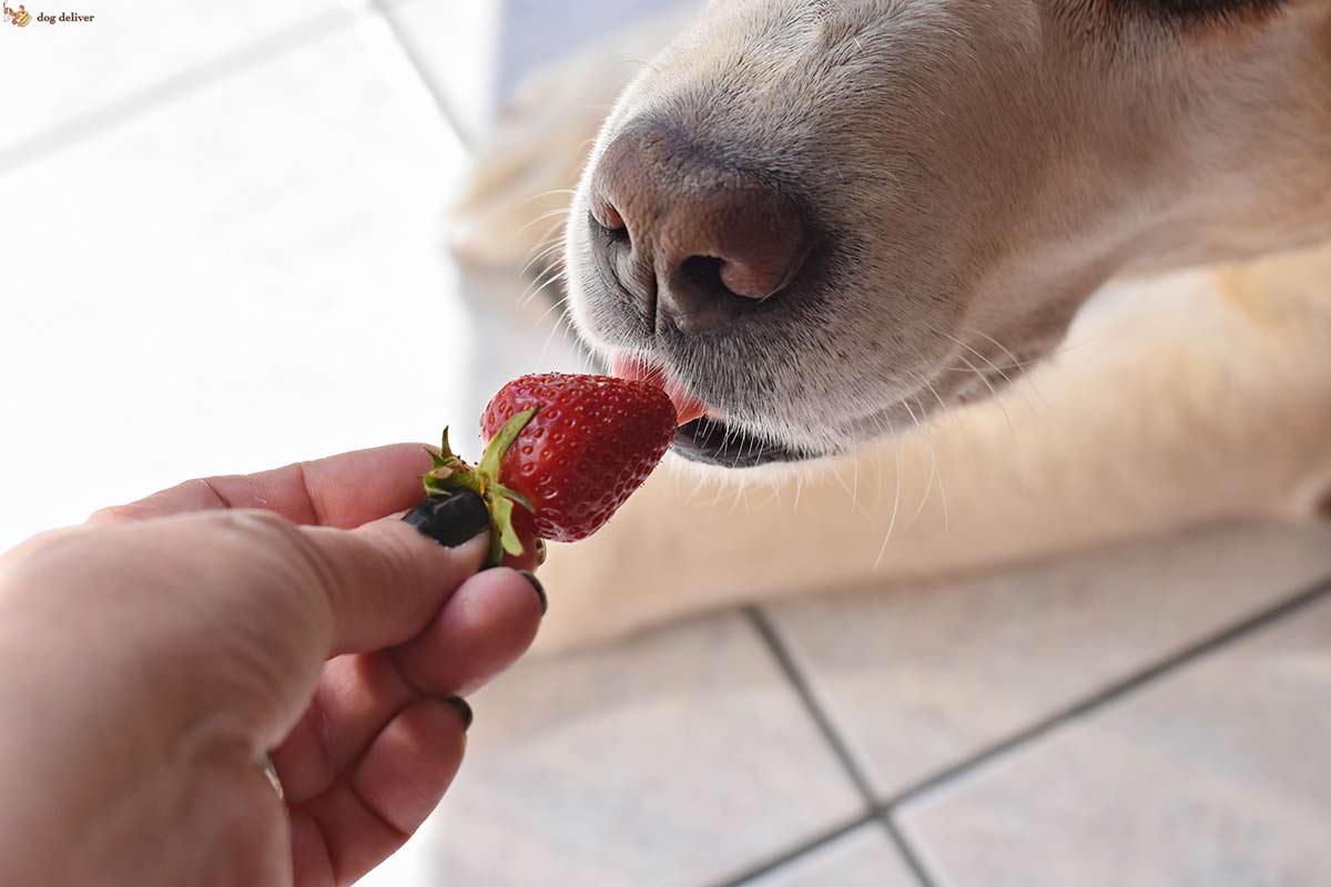 Perchè va bene parlare dei cani in termini umani