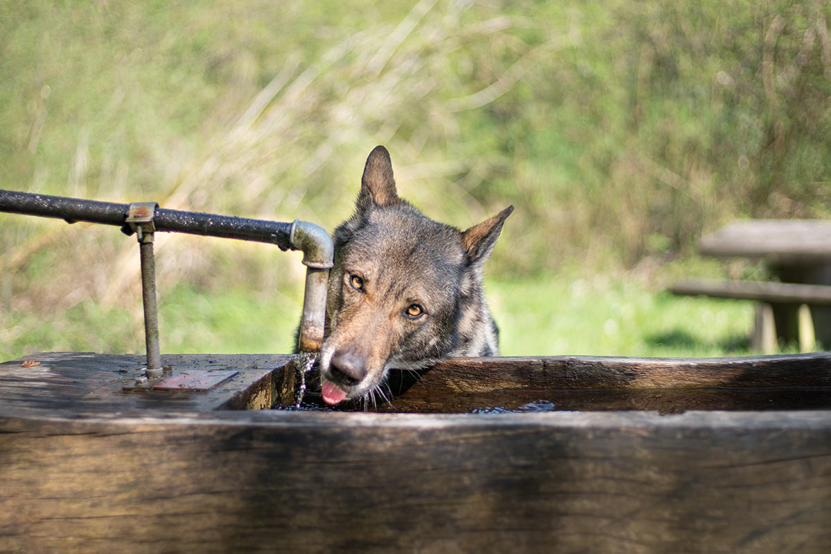 Cosa vuol dire quando il cane beve in modo eccessivo