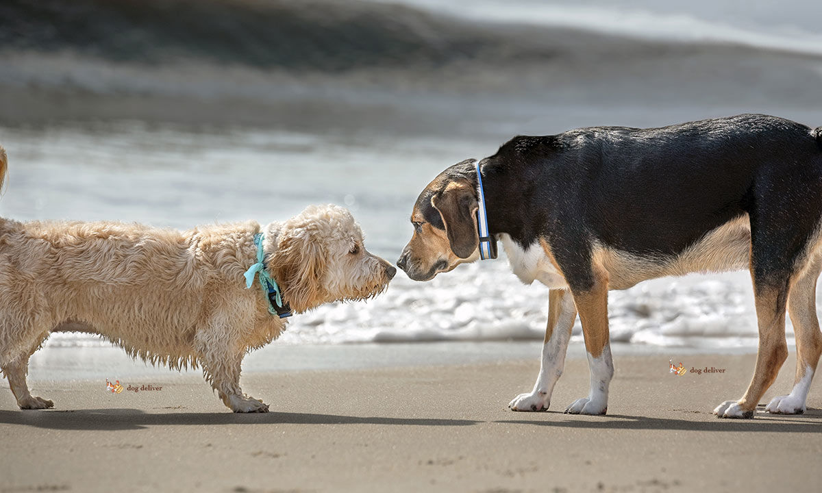 è necessario amare i cani sito di incontri si datano amicizia rovina