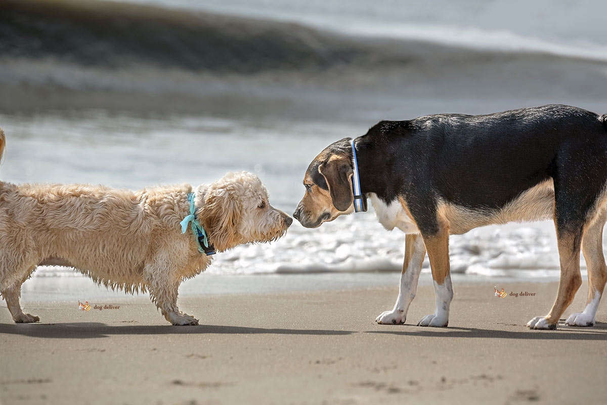 Come funzionano gli incontri tra i cani