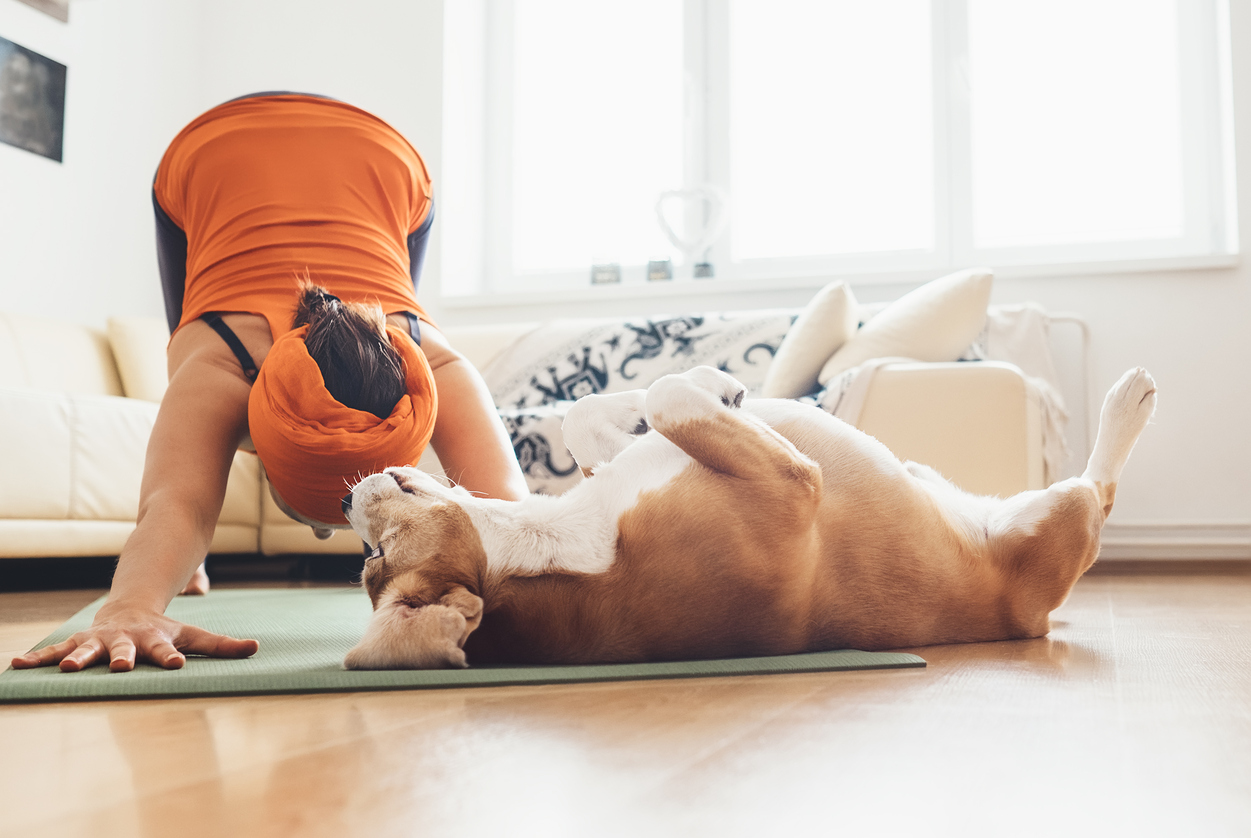 Yoga Dog – non un semplice sport!