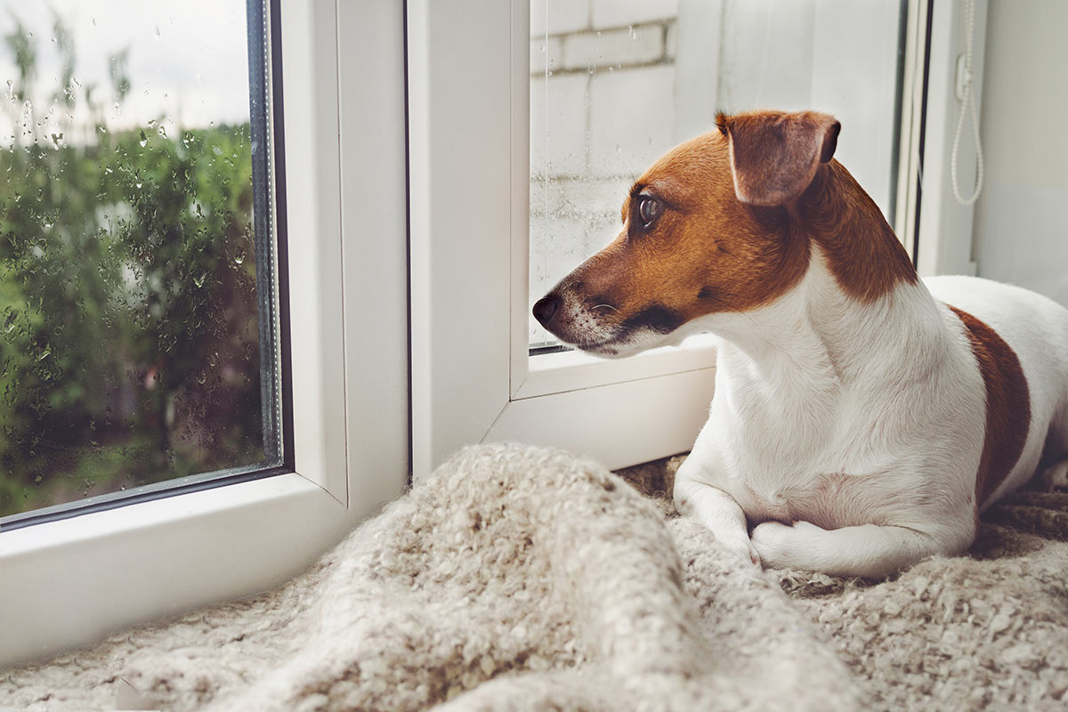 Per i cani è sempre meglio una casa o a volte è meglio il canile?