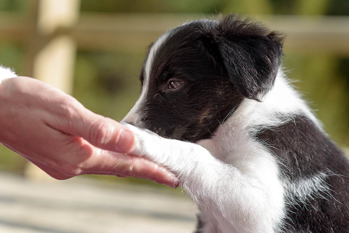 I cani e il cuore degli umani