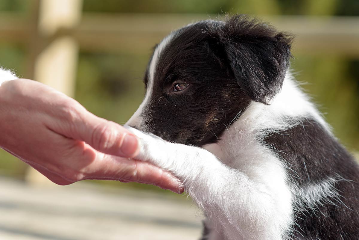 I cani e il cuore degli umani