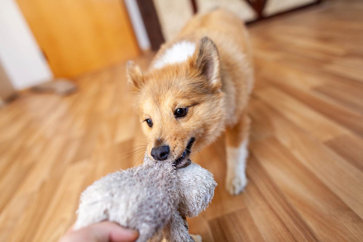 Parliamo di cani, di proprietari, di dominanza e di metodi coercitivi