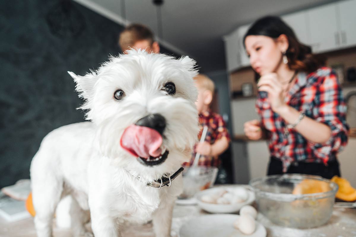 I pericoli in cucina per i cani