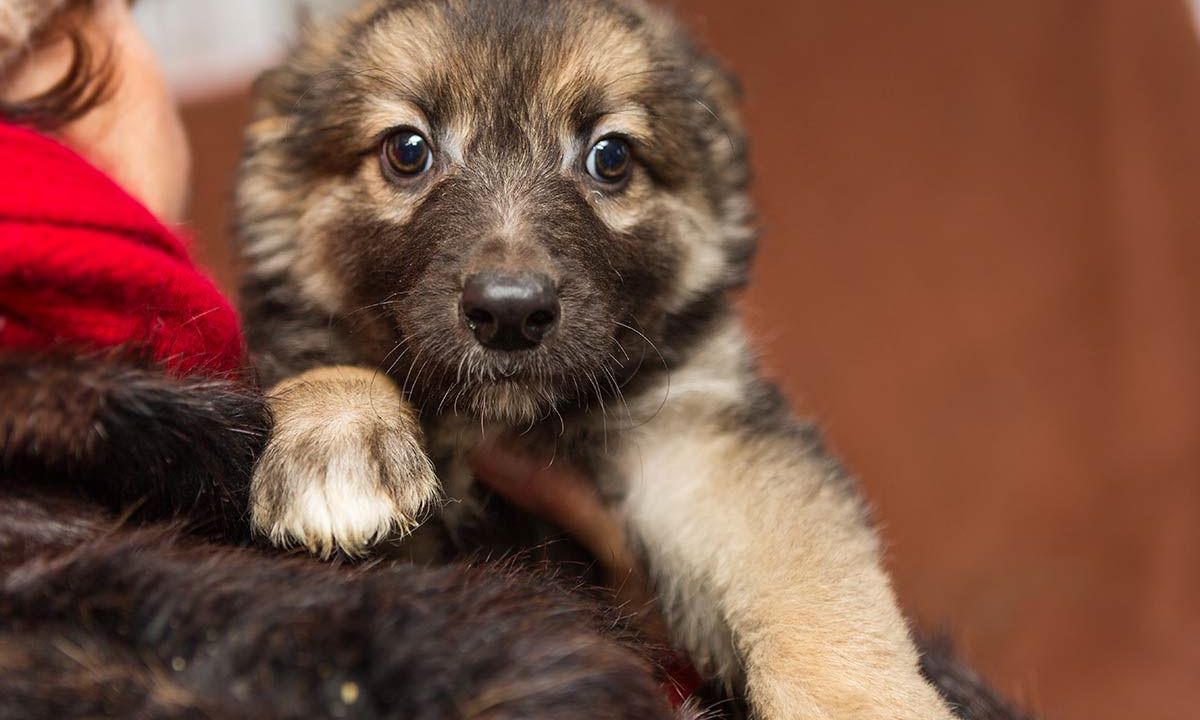 Perchè Bisogna Confortare Il Cane Quando Ha Paura Dogdeliver