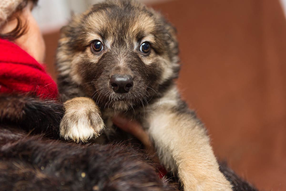 Perchè bisogna confortare il cane quando ha paura