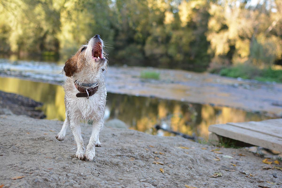 Cani, reattività ai suoni e dolore