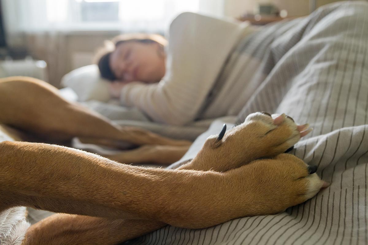 Con il cane sul letto si dorme meglio