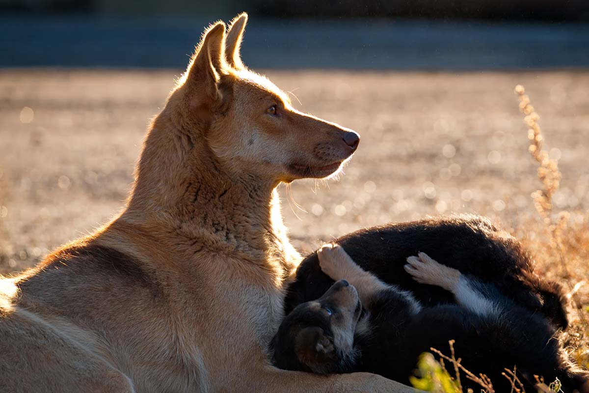 Capire i suoni dei cani