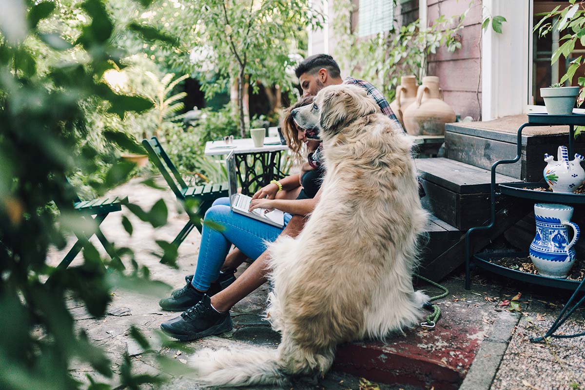 Paura dei cani? Anche no