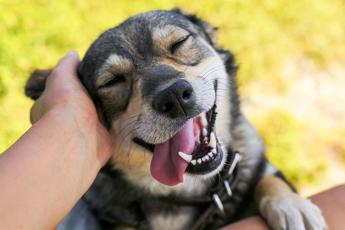 Alcune idee per rendere ancora più interessante la vita dei cani