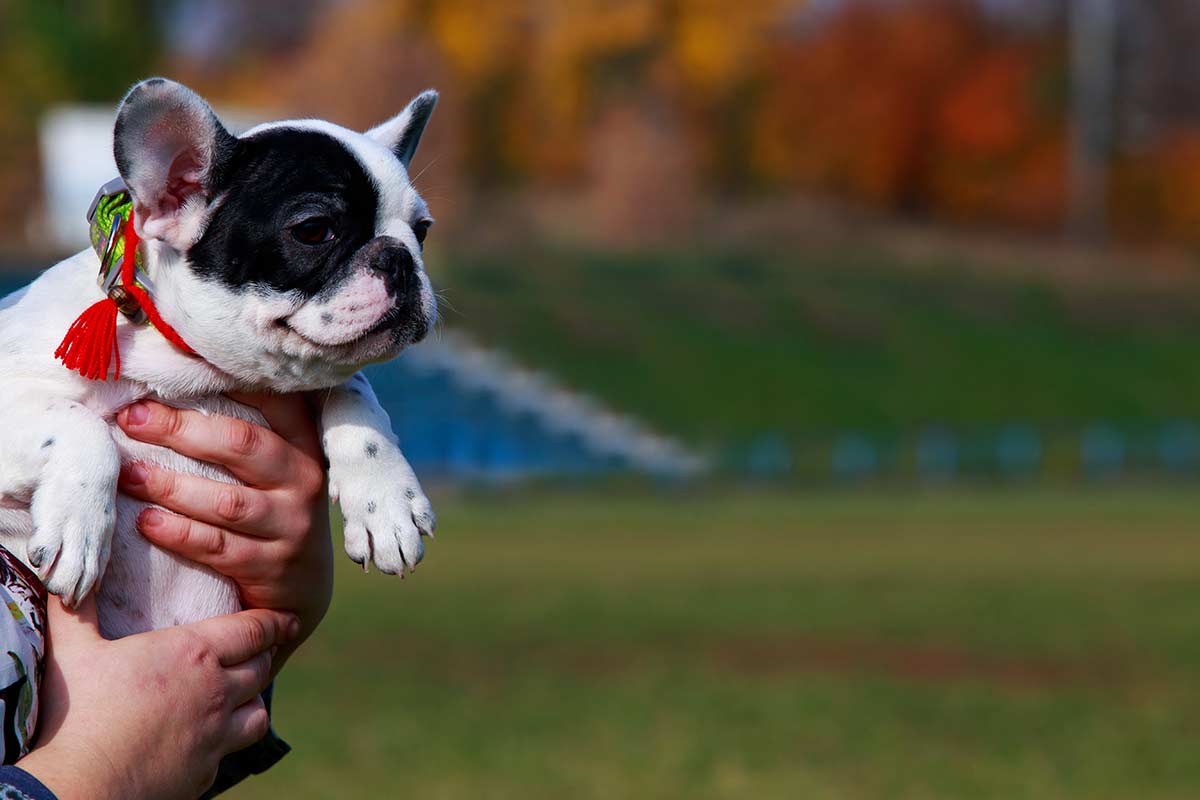 La sterilizzazione nelle femmine di cane