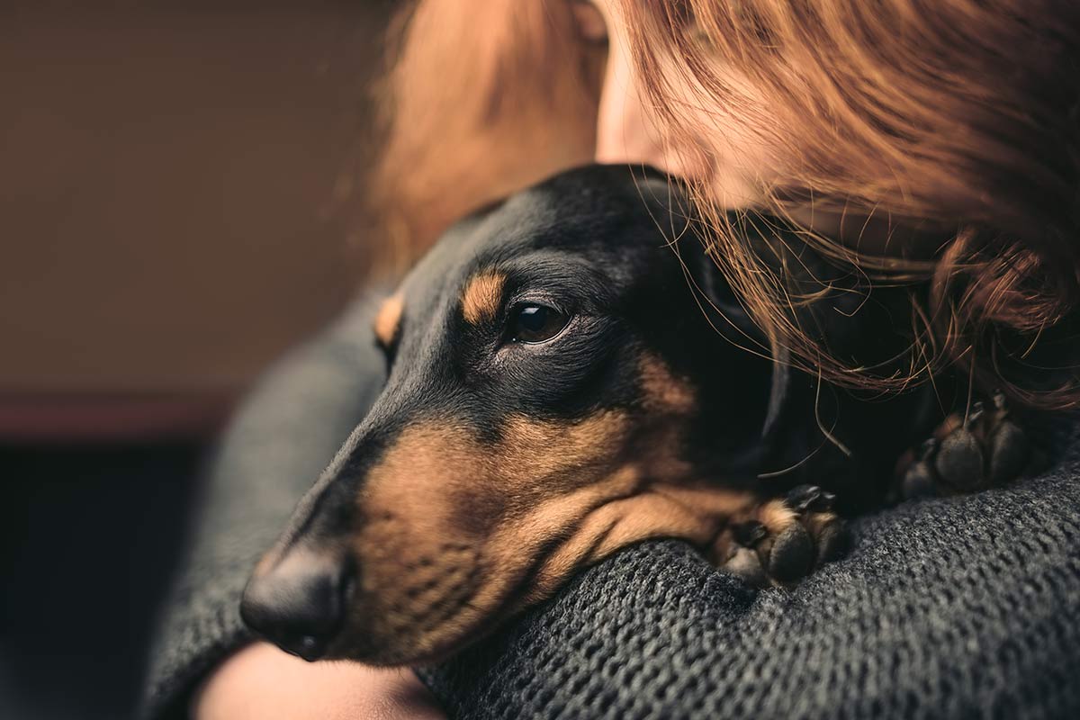 L’empatia dei cani nei confronti degli umani