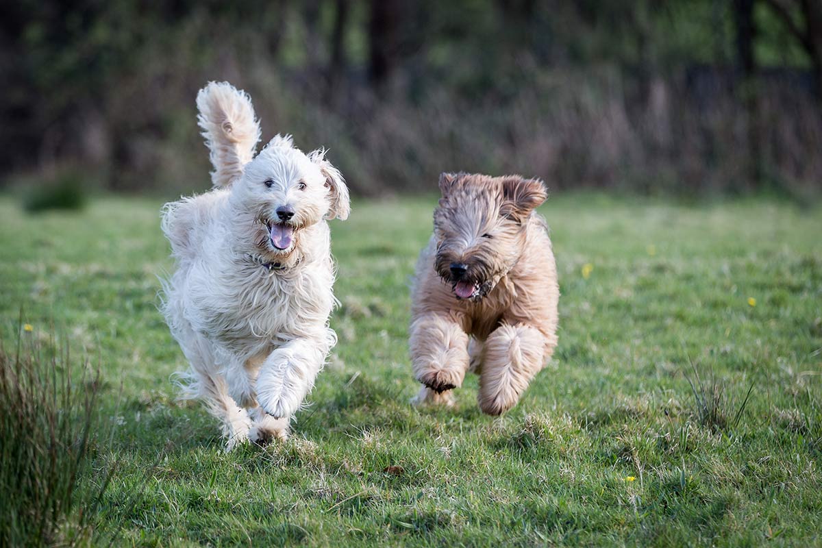 Perchè giocare è tanto importante per i cani