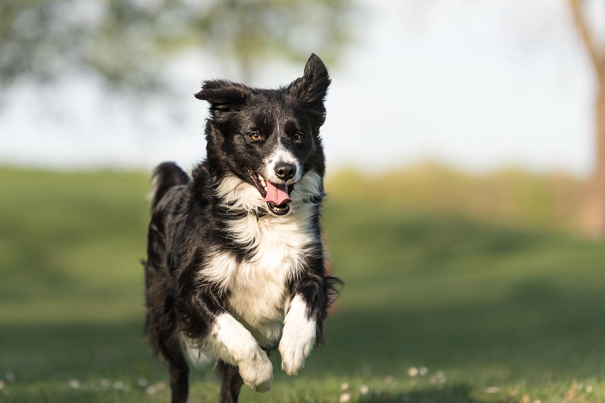 La personalità dei cani può cambiare nel tempo