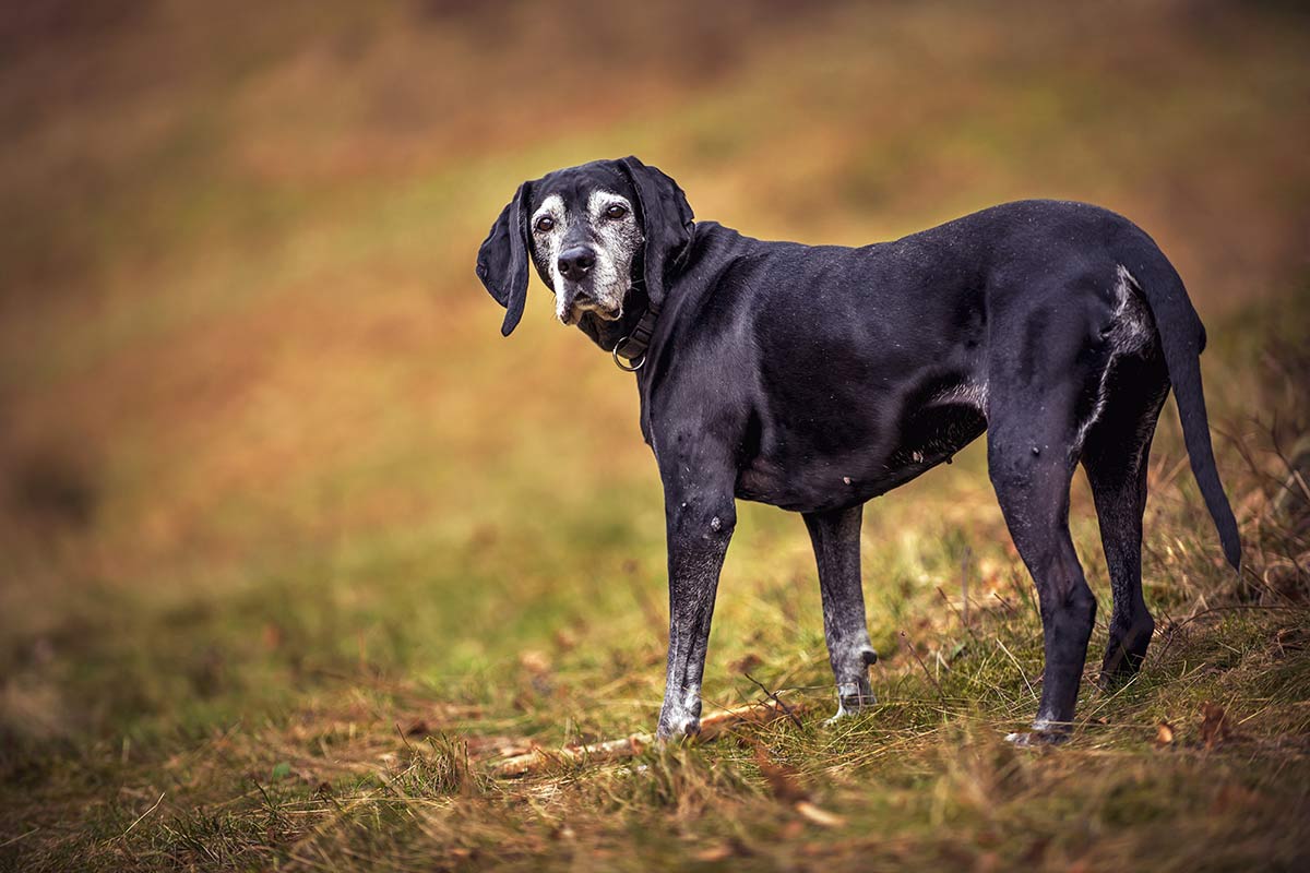 Problemi di salute comuni nei cani anziani