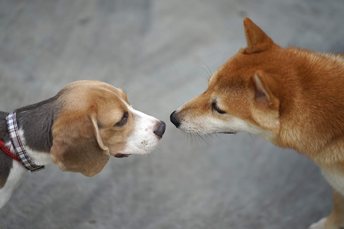 I cani si riconoscono tra di loro?