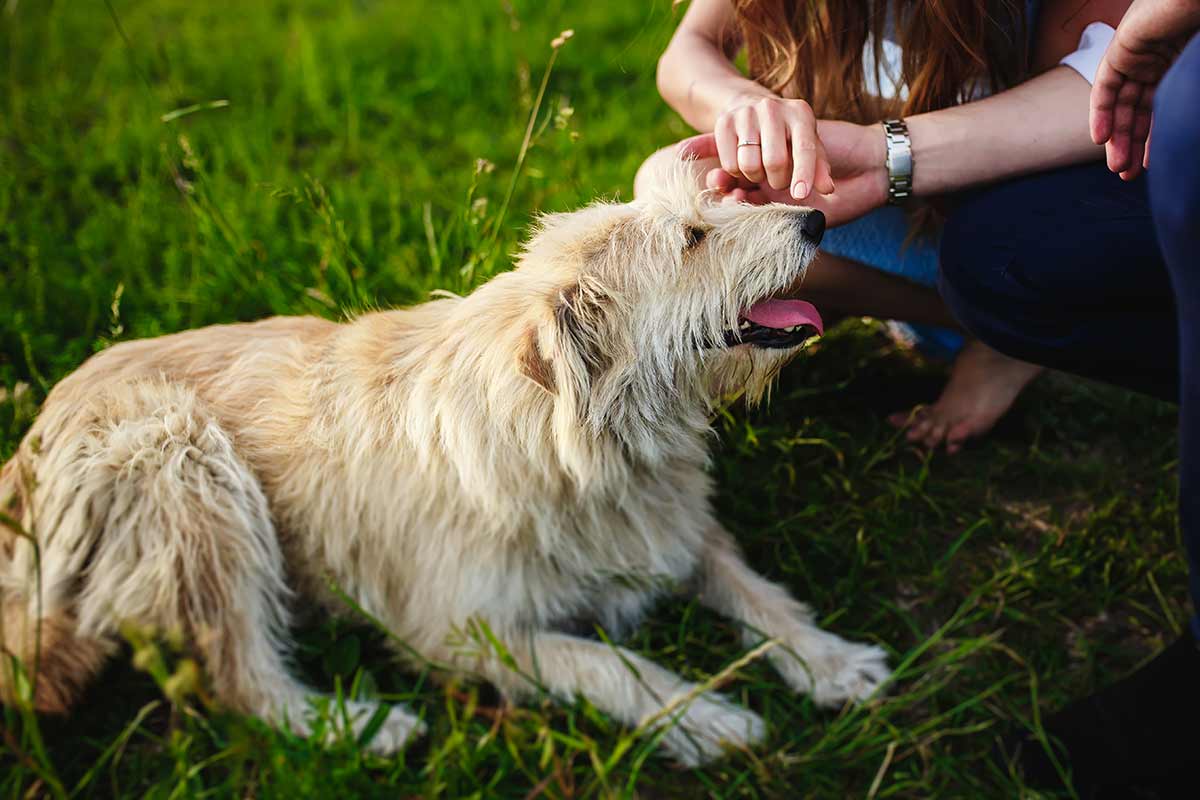 Perchè i cani e gli umani sono tanto simili