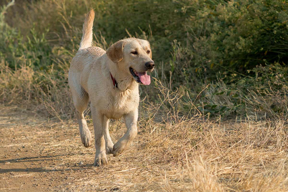 Alcuni fatti interessanti sui cani