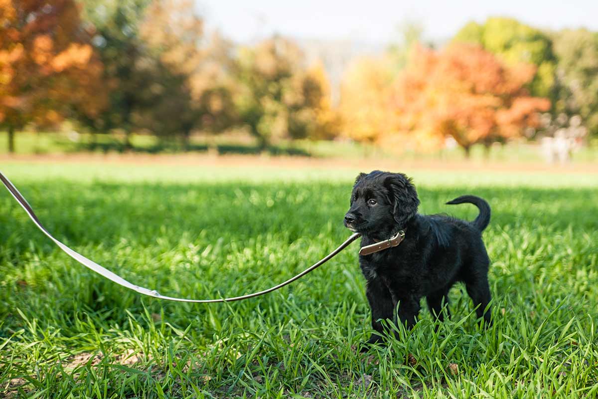 Lasciare i cani liberi di scegliere