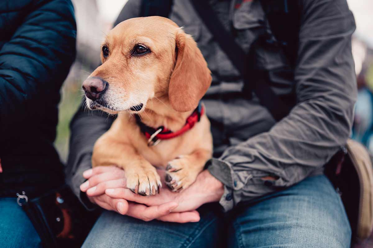 Anche i cani hanno bisogno di un po’ di tempo per conto loro