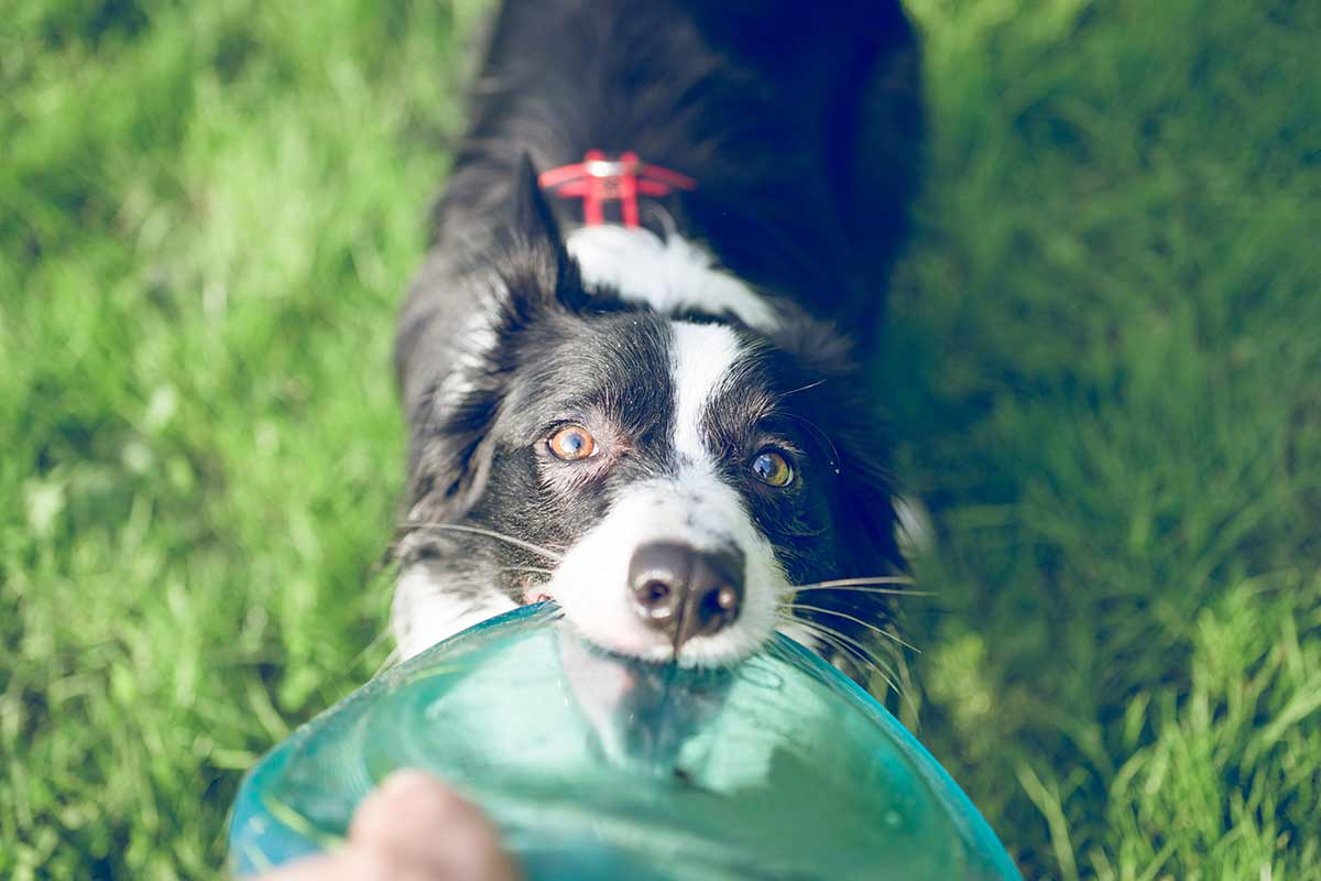 Giochi divertenti da fare con il cane