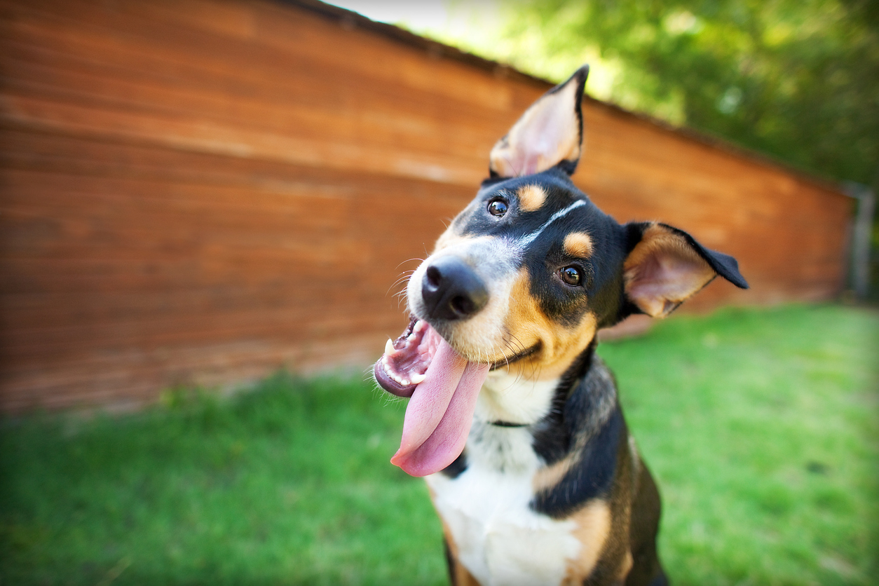 “Mi fido di te”, disse il cane