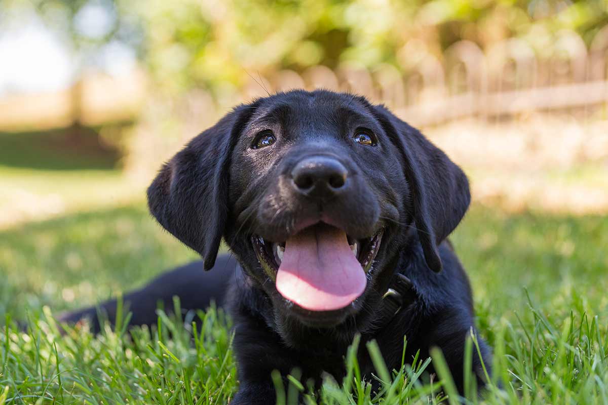 Perchè i cani sono più intelligenti di quello che si pensa