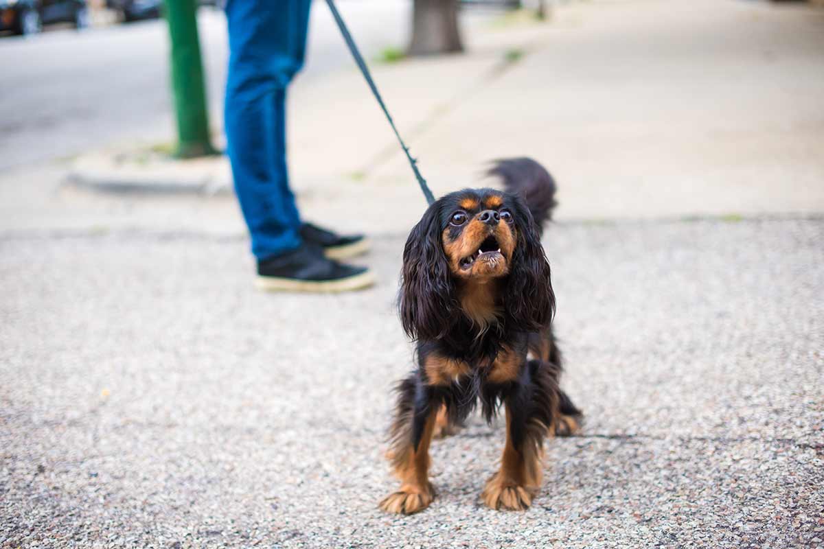 Il cane ha problemi con gli altri cani