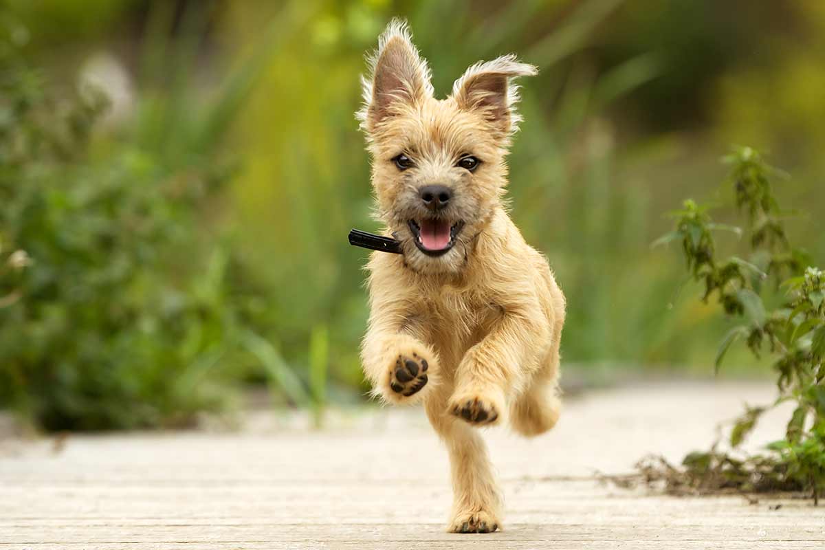 Quando il cane è sovraeccitato